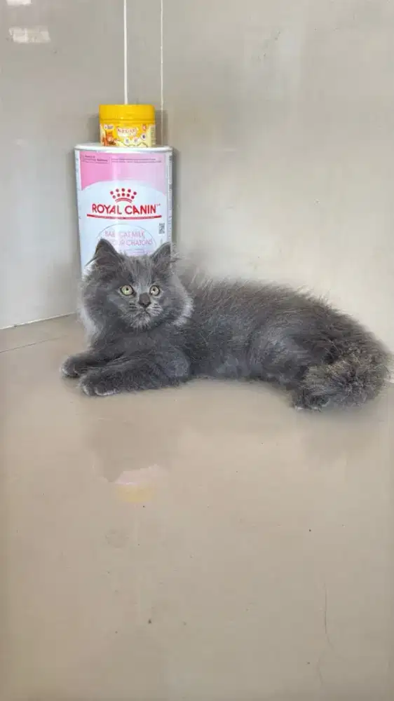 Kitten persia abu abu