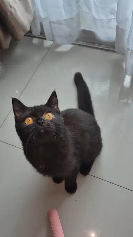 British short hair kucing