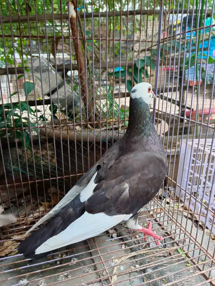 Merpati Pacekan Blantong