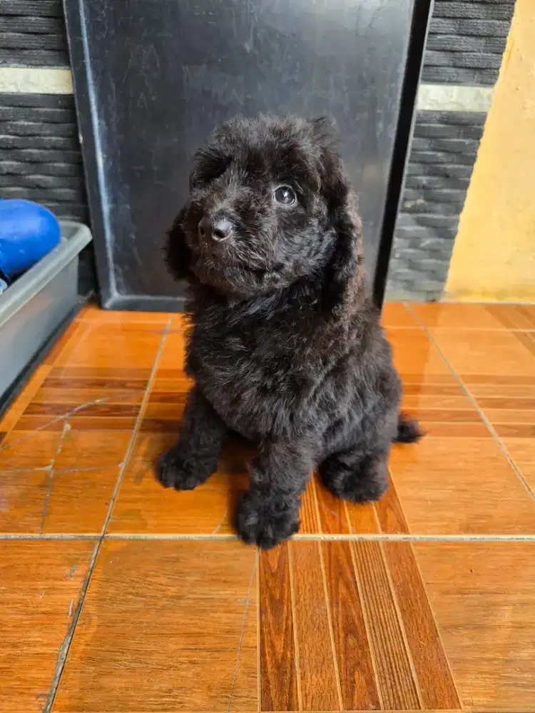 Poodle hitam manis jantan murah