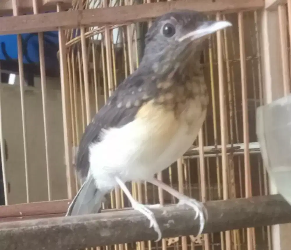 Murai batu panda trotol jantan