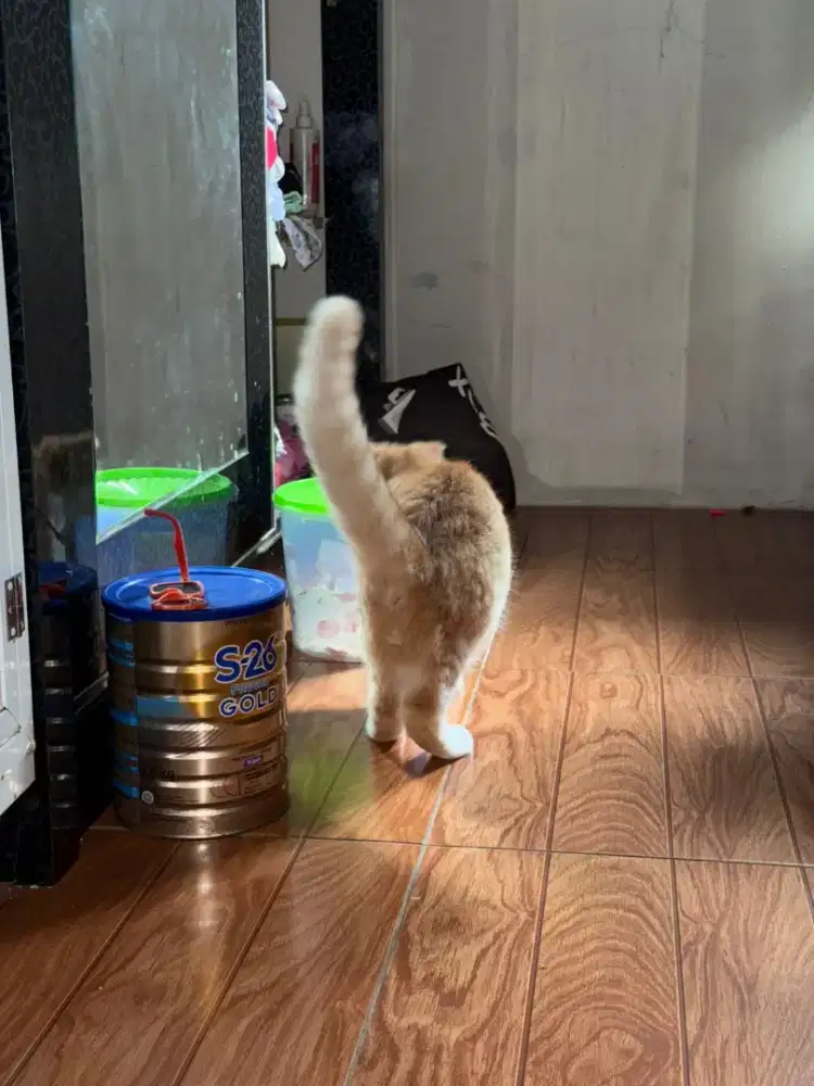 Kitten Scottish Straight (BSH x Scottish Munchkin)