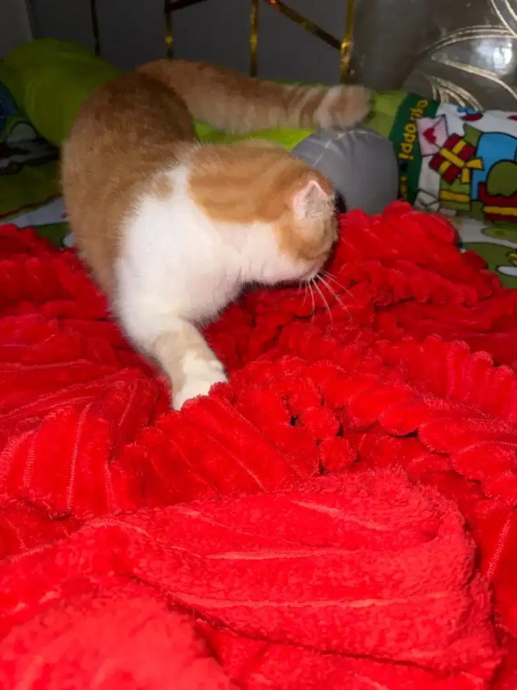 Kitten Scottish Straight (BSH x Scottish Munchkin)