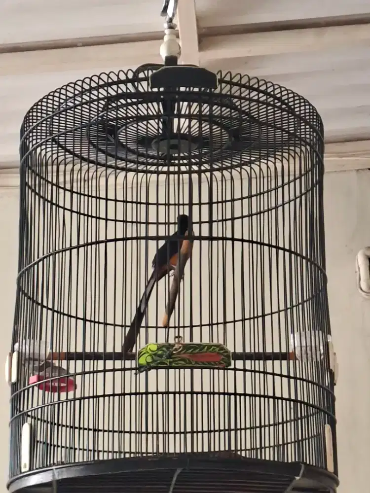 Murai medan MH 4x urakan