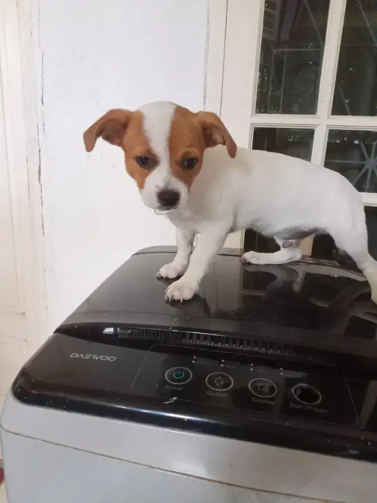 Dijual Anjing Jantan Cihuahua DOB JULI 25