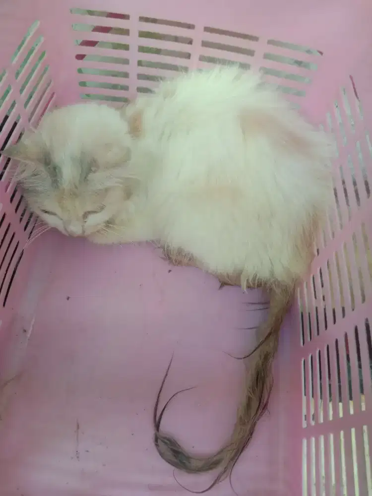 Kucing anggora persia