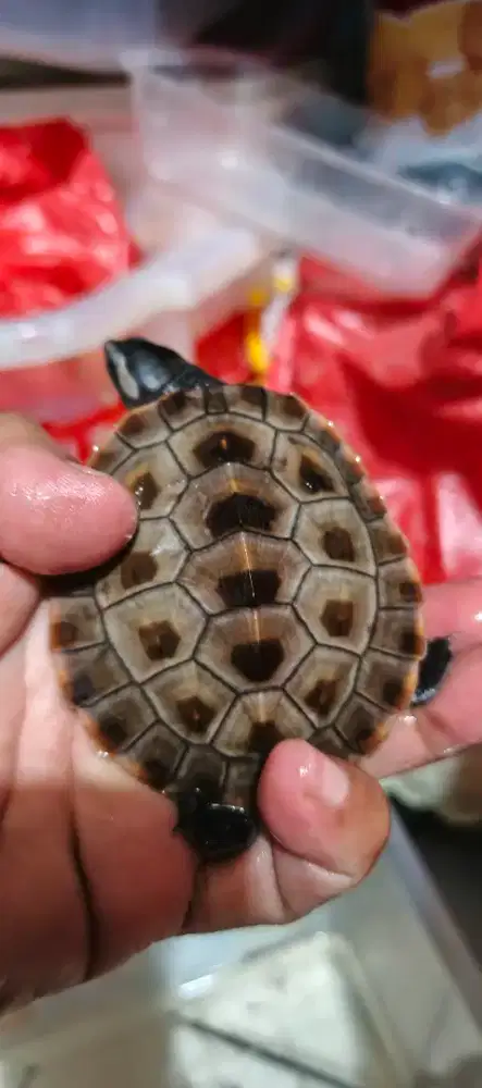 Kura dada merah damer 7cm cerah