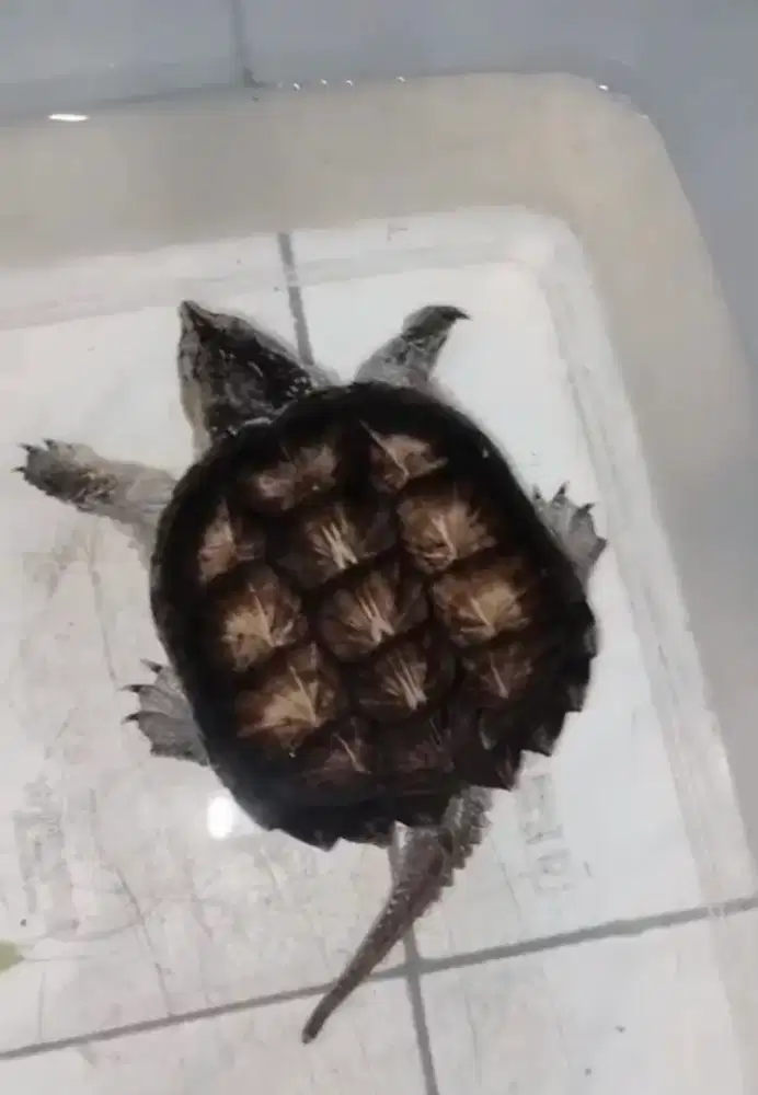 Kura CST 15cm makan pelet