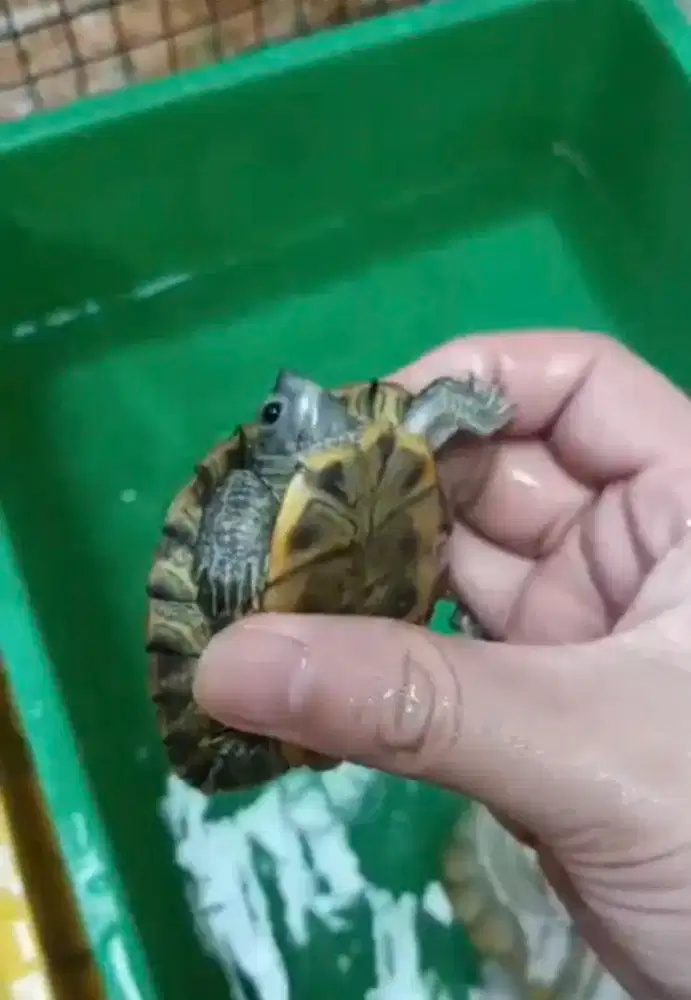 Kura Brazil charcoal 8cm