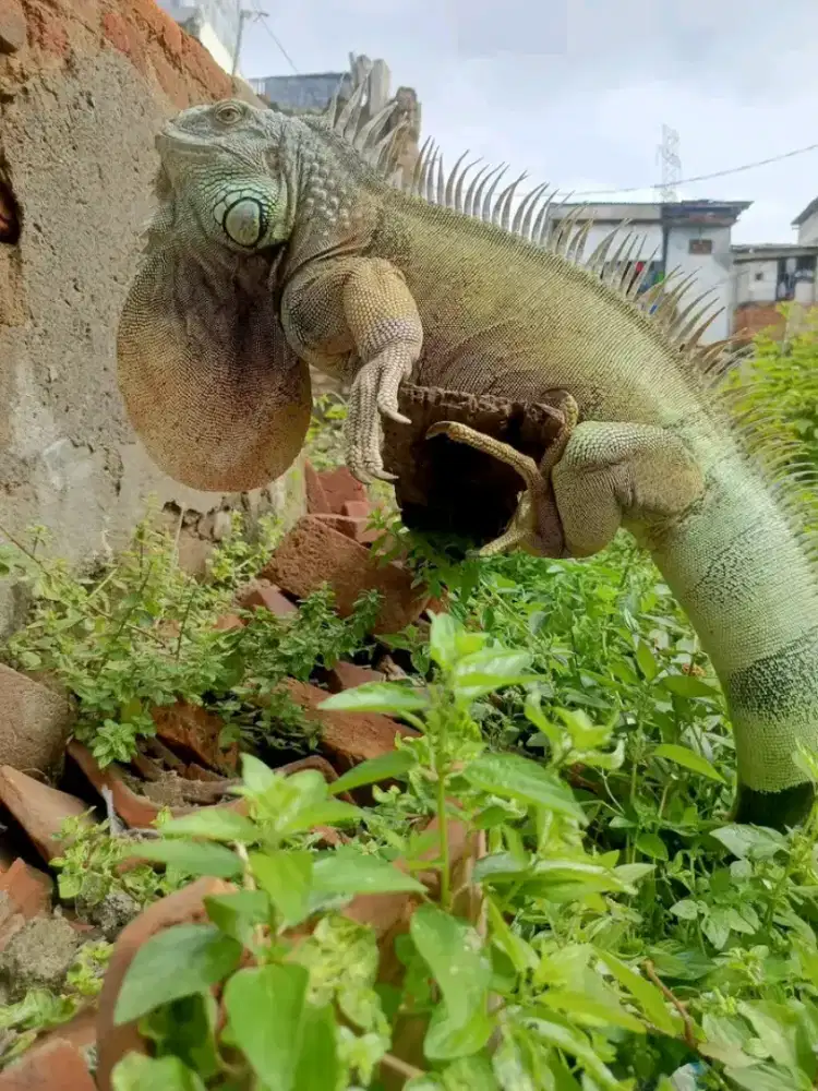 Iguana green columb jumbo