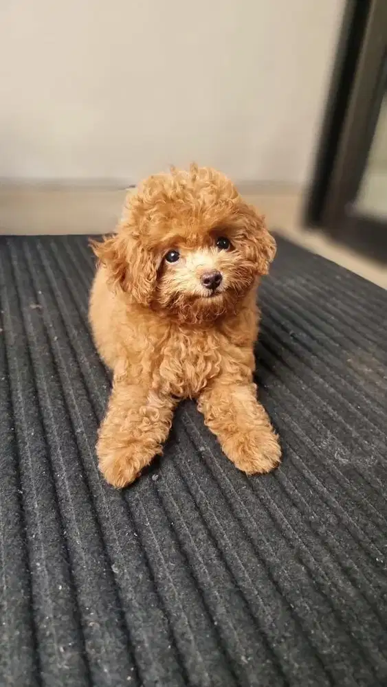 Ready Anjing Red Toy Poodle Betina