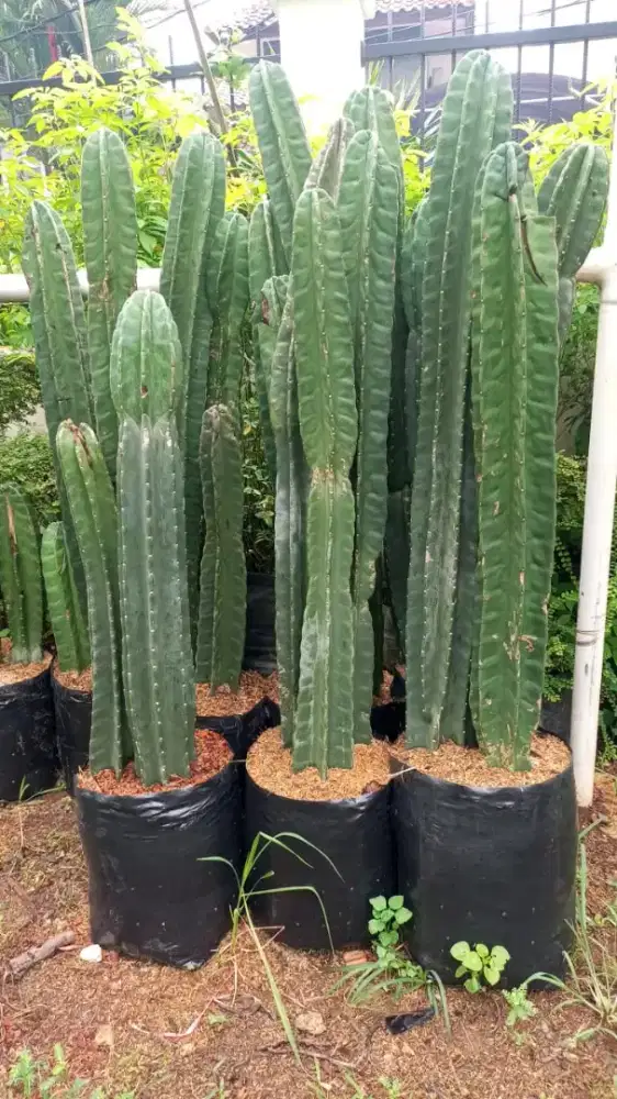 Pusat Tanaman Hias Jakarta Selatan Kalibata