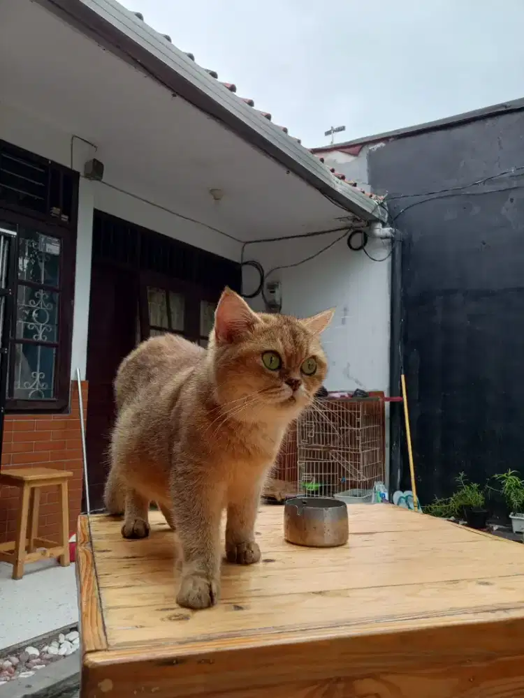 bsh golden kucing