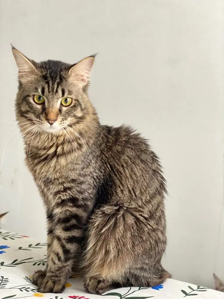 Persia mainecoon mixdom