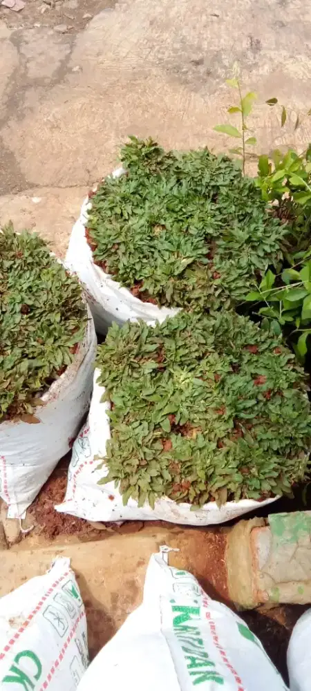 Rumput Gajah Mini Jakarta