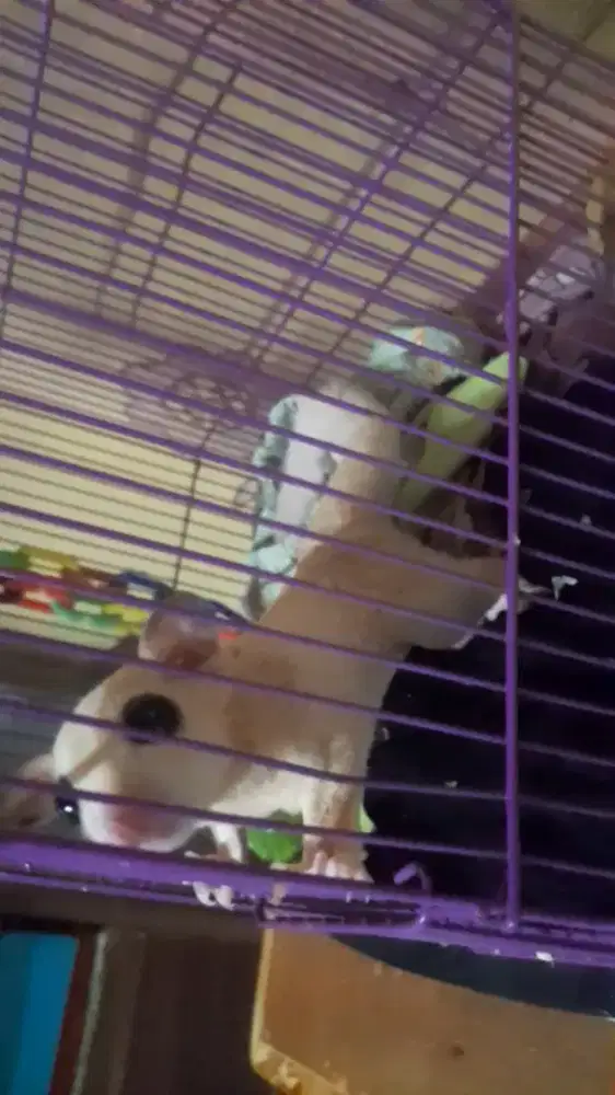 Sugar glider usia 1 tahun.cremino