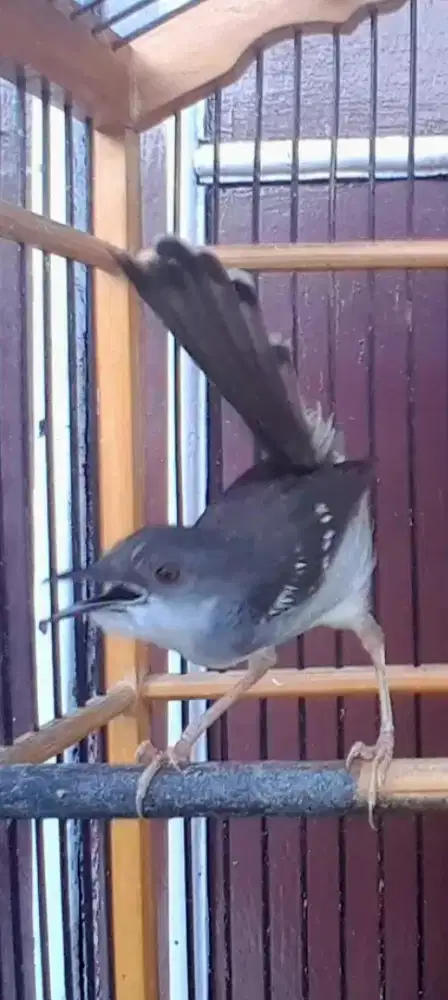 BURUNG CIBLEK GACOR MULUS