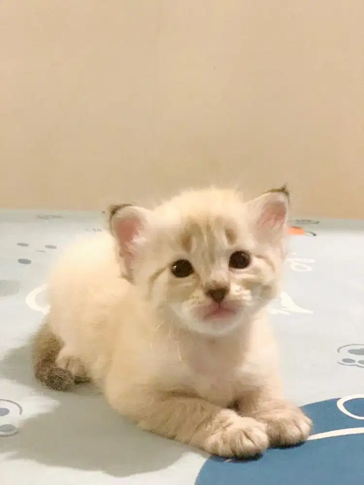 Open Adopsi Persia Ragdoll