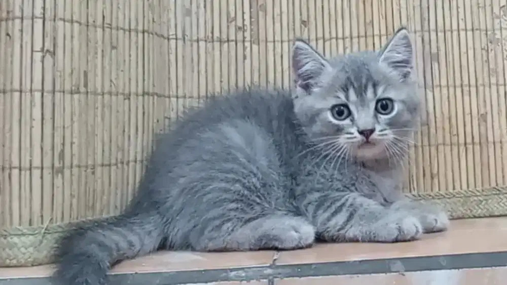 Bsh blue tabby jantan 3 bln