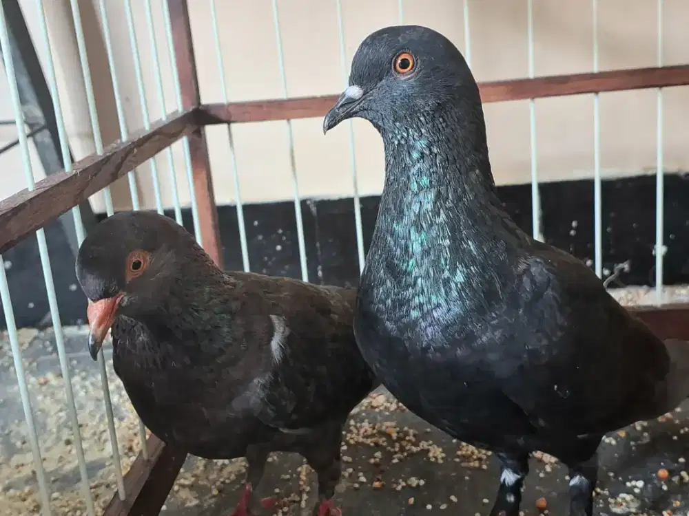 Merpati Hitam Tinggian/Kolong Sepasang Prospek Jawara