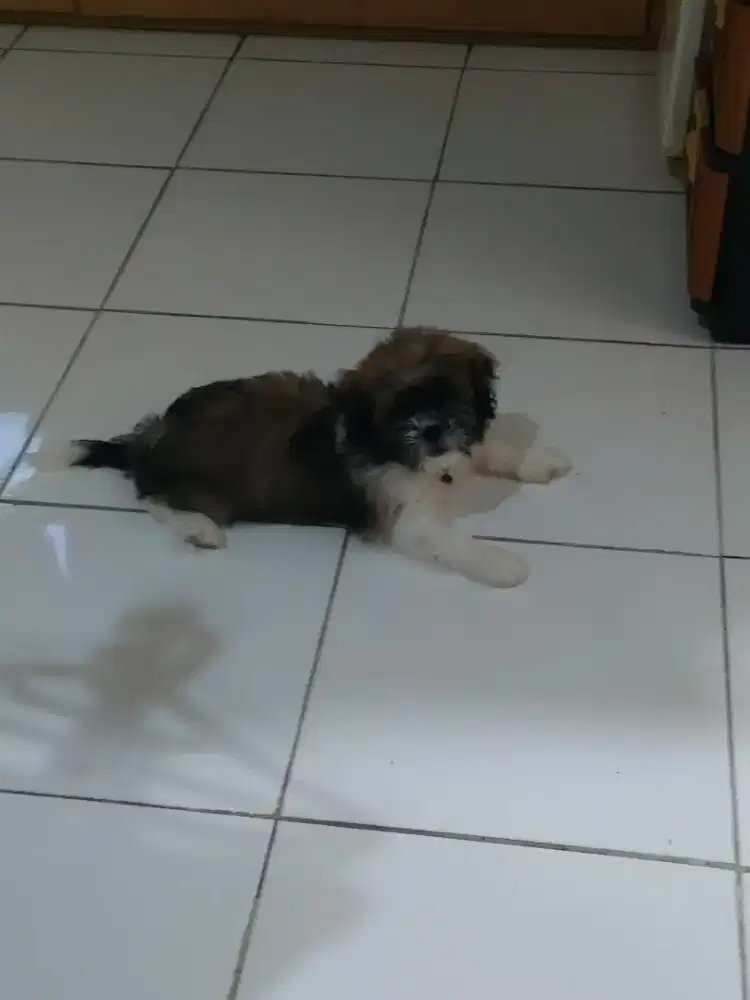 Anak shizhu jantan 3bln