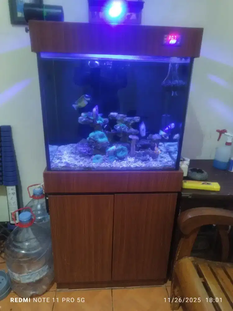 For sale Reef Tank Full Set 60x50x50