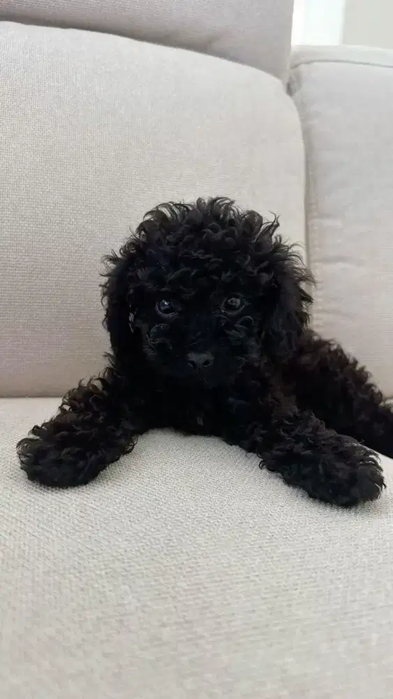 Baby Poodle Hitam Pure 3 Bulanan
