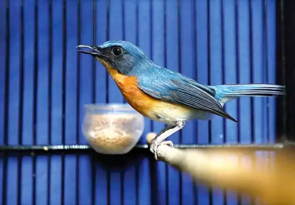 Tledekan gunung ori cianjur