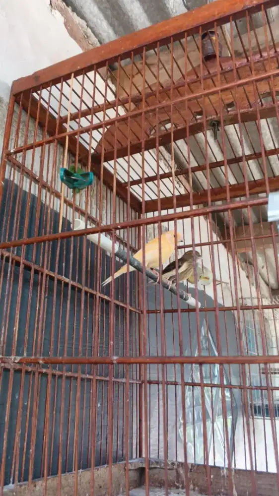 Faud Kanari jantan garansi