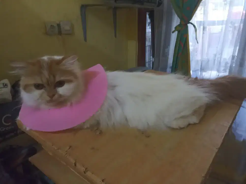 2 ekor betina flatnose longhair