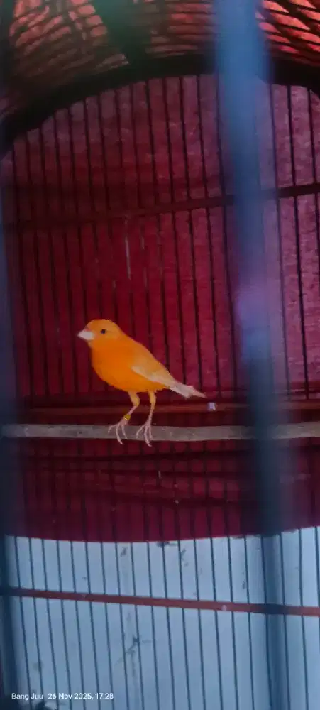 Kenari PAUD merlok jantan sudah ke pantai ngeriwik