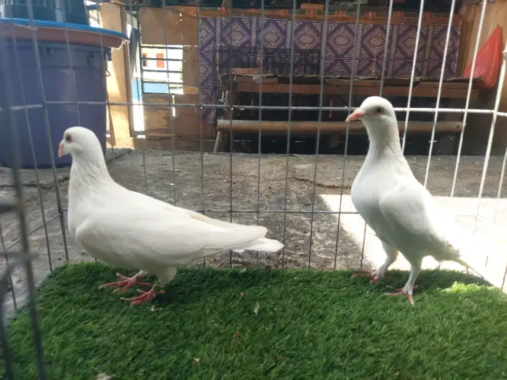 Merpati Pos Putih Salju Sepasang.