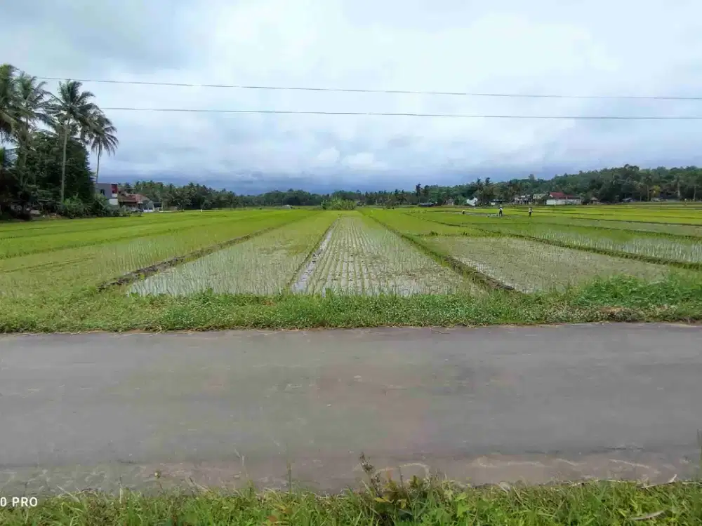 DIJUAL SAWAH TEPI JALAN DI UTARA JALAN GODEAN YOGYAKARTA