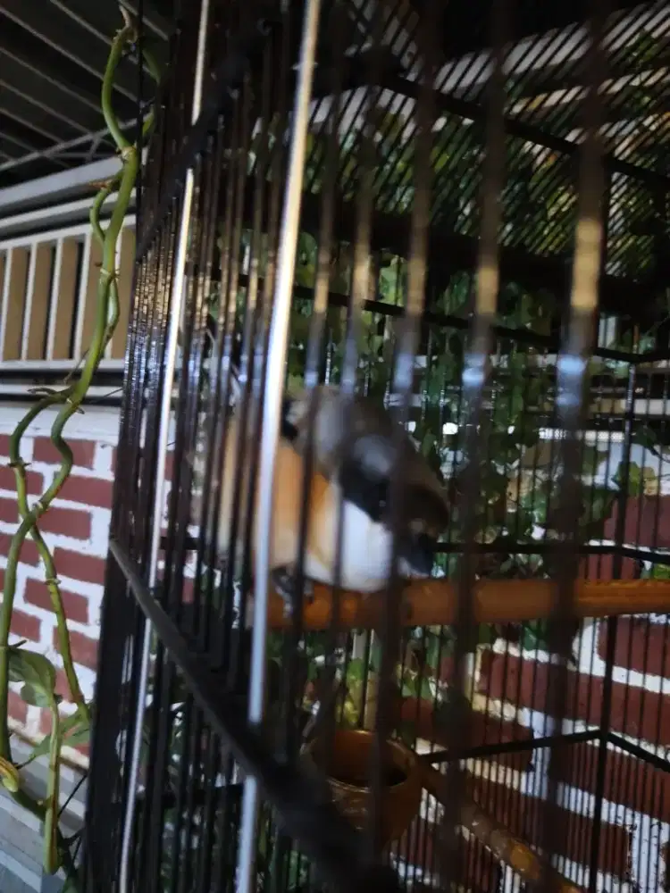 Burung Toed isian mewah