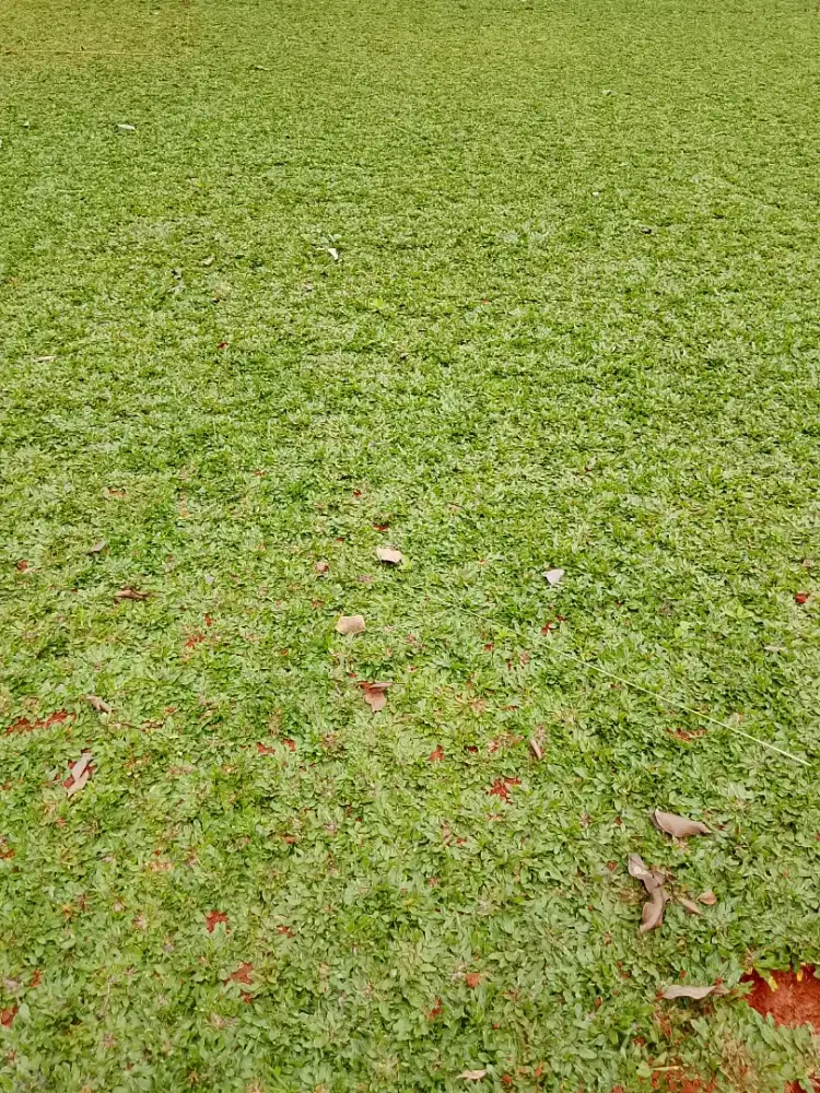 Jual rumput gajah mini
