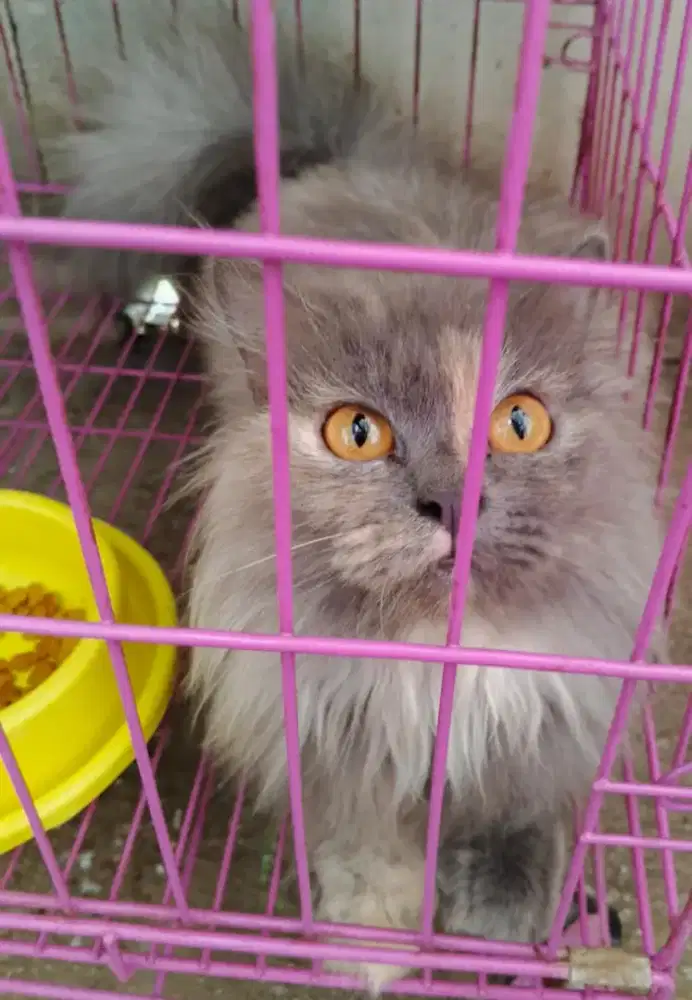 Kucing angora sepasang betina dan jantan