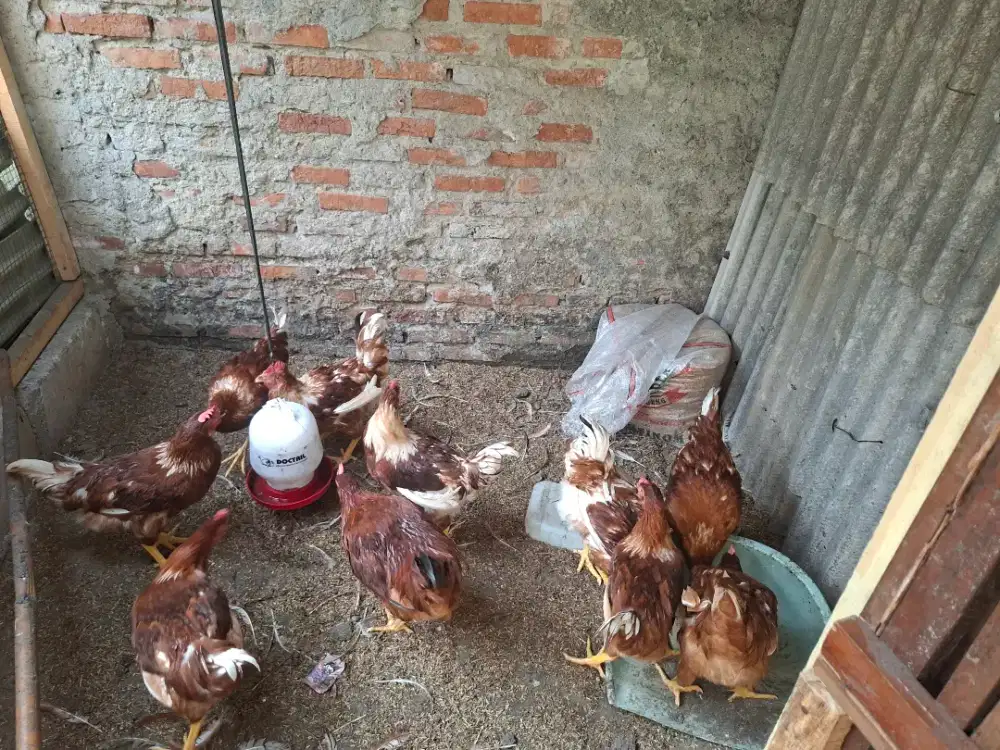 Ayam layer petelur umur 3 bulan lebih