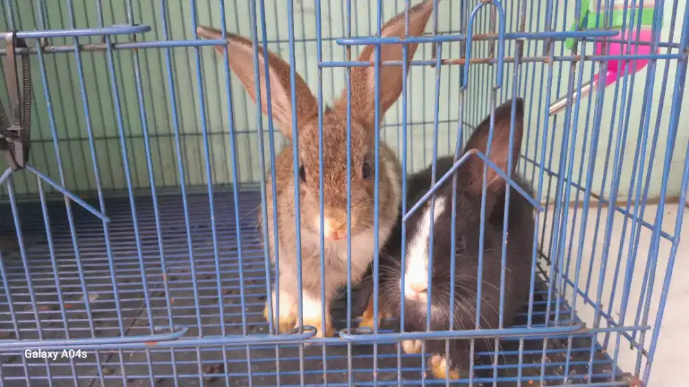 Dijual kelinci sepasang