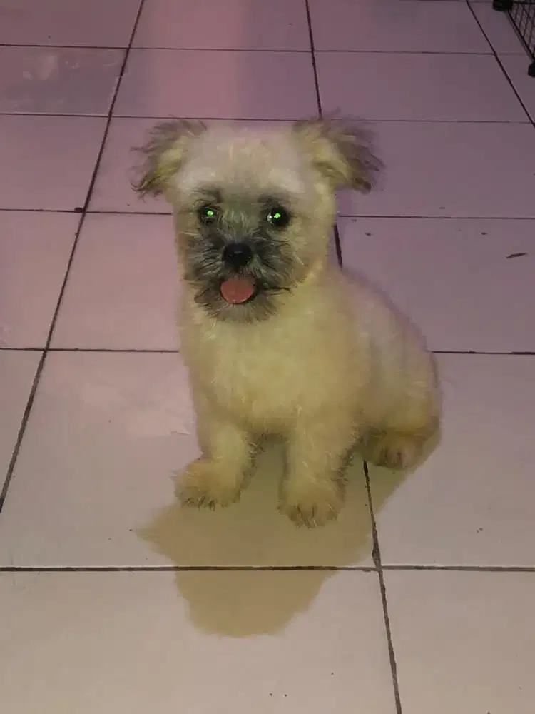 ANABUL MALTIPOM 3 Bulan JANTAN