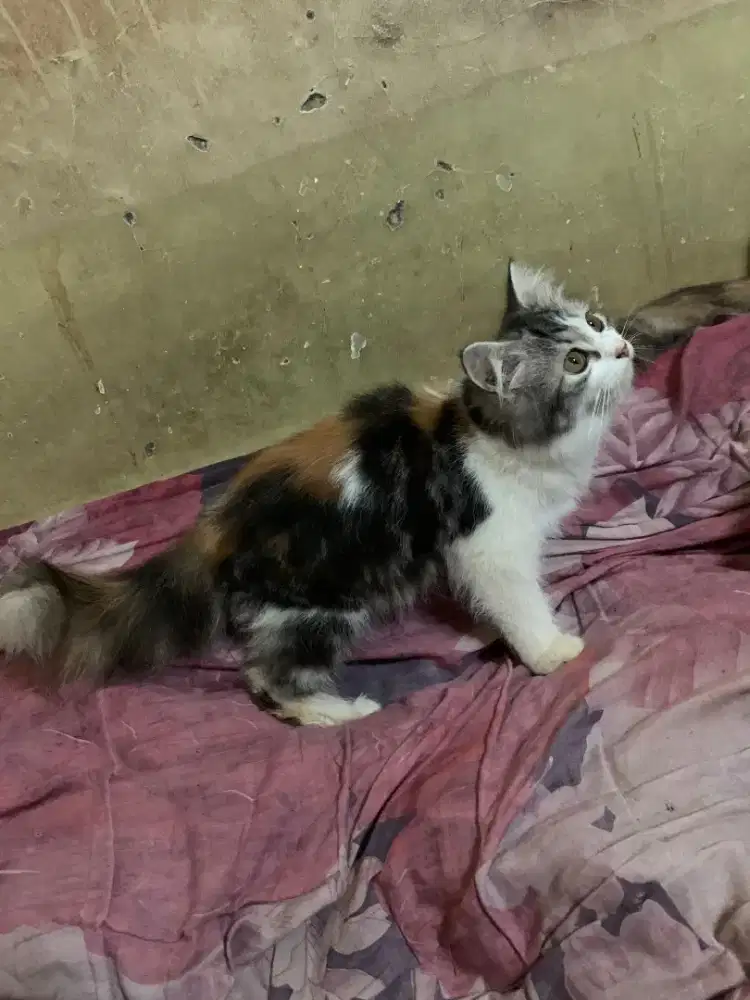 Kucing persia umur 8bln