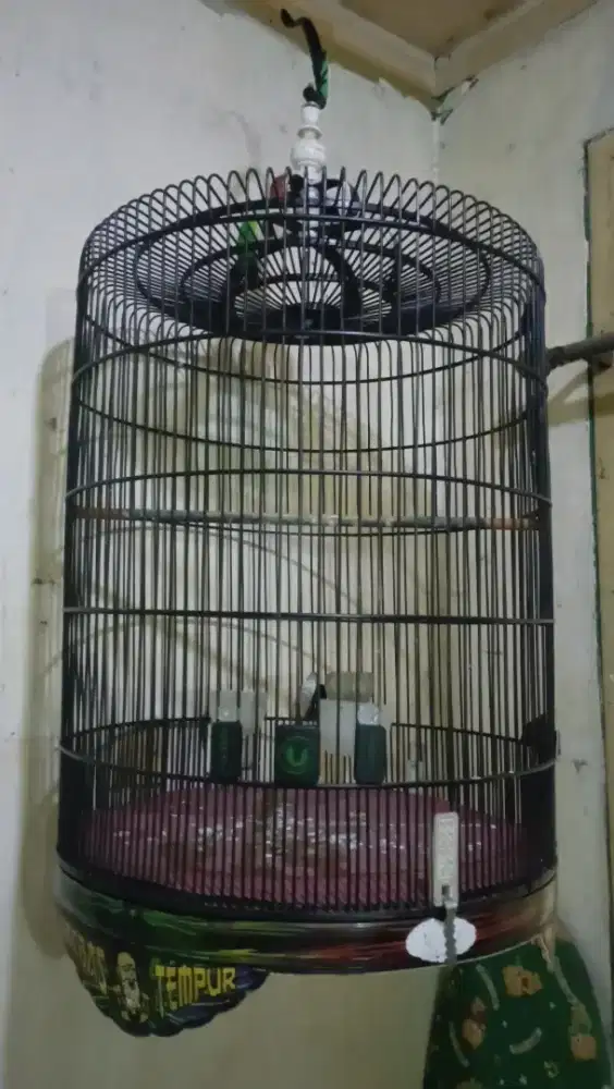 kandang murai decal nomor 2