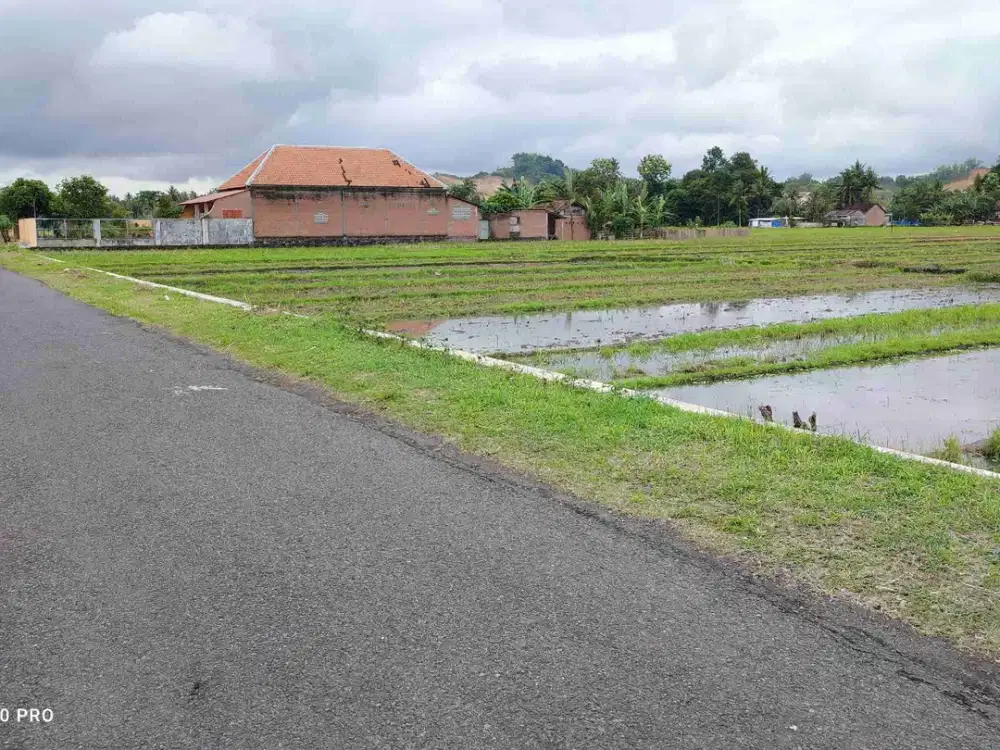 SAWAH TEPI JALAN ASPAL DEKAT JALAN RAYA GODEAN YOGYAKARTA