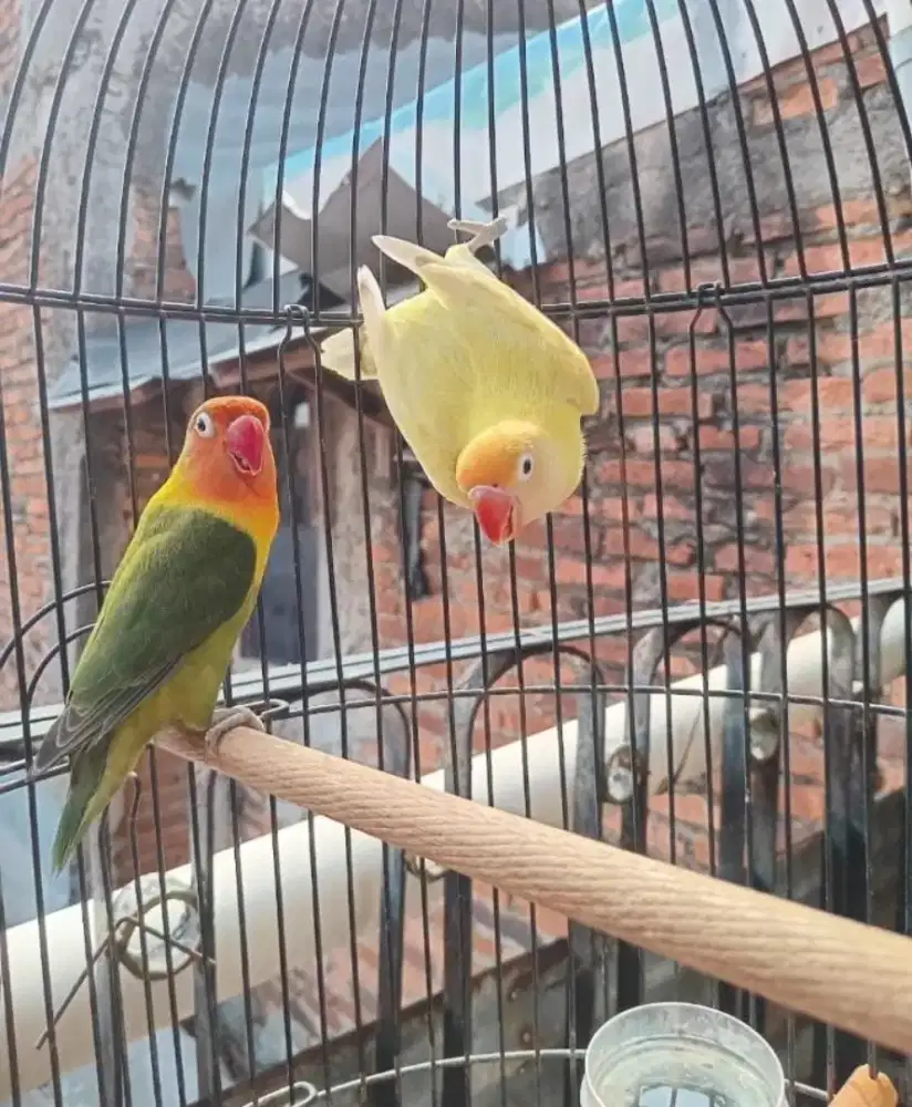 Indukan ngerem fulset butuh nett