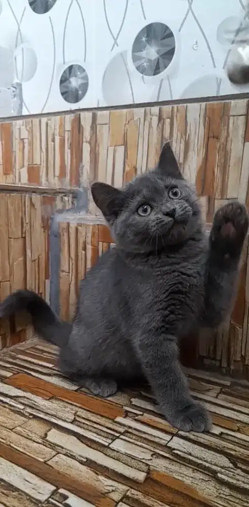 Kitten British shorthair