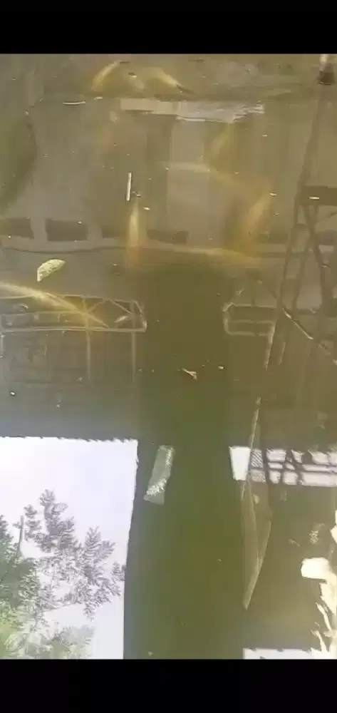 Ikan patin Rp.100000