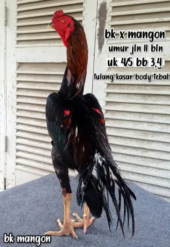 Ayam line bk mangon, kondisi sehat fit dan sangat terawat