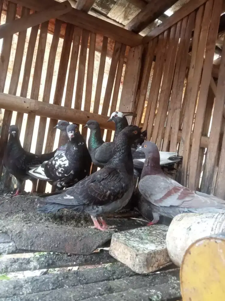 Burung dara(merpati)