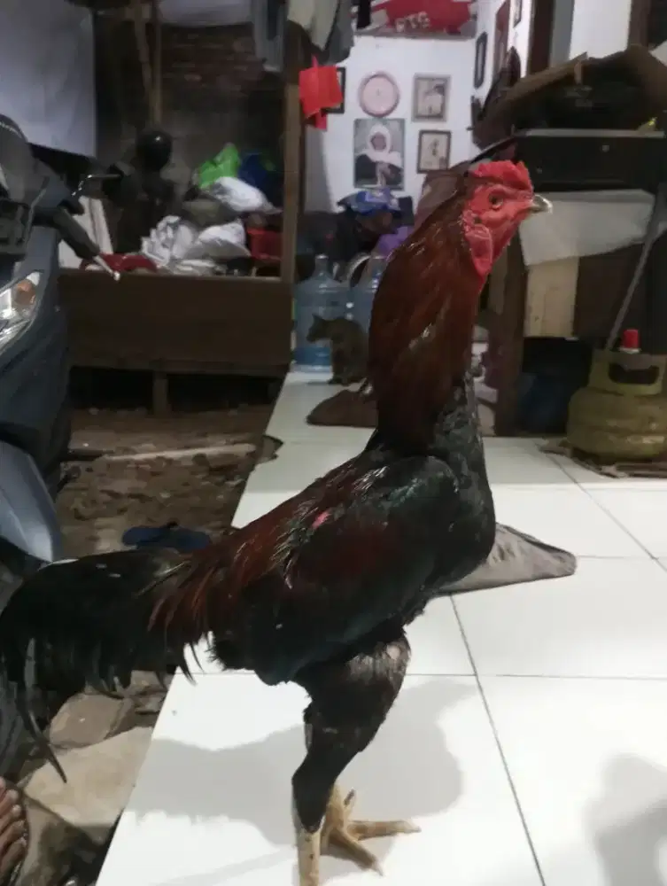 Ayam bangkok x pakoy