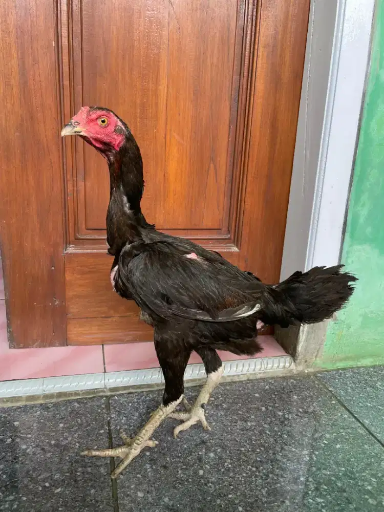 Ayam Bangkok Jalu