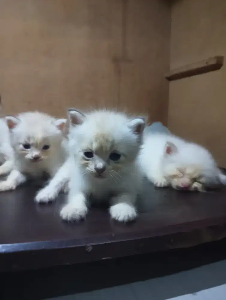 Borongan anak kucing Persia